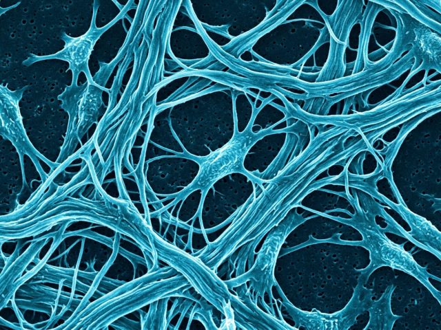 KLOW Peptide: Dermal Matrix Regeneration Research, Fibroblast Signaling & Extracellular Matrix Studies