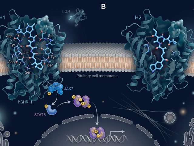 GHRP-2 vs GHRP-6: Receptor Selectivity, GH Pulse Amplification & Key Differences in Growth Hormone Research